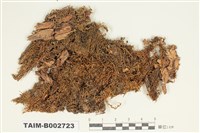 藏品(灰苔科)的圖片